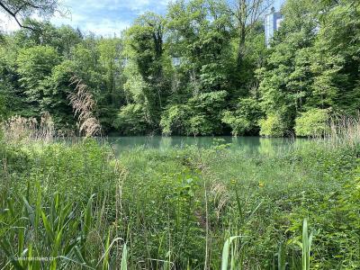 Wettingen-Neuenhof-Wanderung-an-der-Limmat