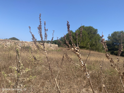 GR-223-Cami-de-Cavalls-Menorca-Wandern-Tag4