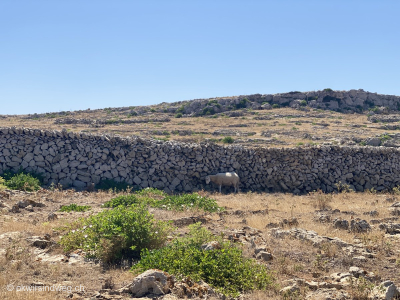 Kuestenwanderung-Fernwanderung-Inselumrundung-Menorca-Tag5