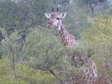 Krüger-Nationalpark-Giraffe