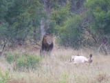 Krüger-Nationalpark-Löwen