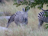 Krüger-Nationalpark-Zebra