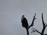 Krüger-Nationalpark-Schreiseeadler