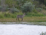 Krüger-Nationalpark-1