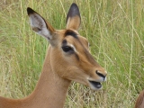 Krüger-Nationalpark-Impala