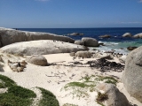 Simons Town Pinguine 3