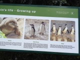 Simons Town Pinguine 5