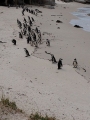 Simons Town Pinguine 7