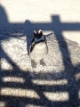 Simons Town Pinguine 8