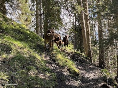 Wanderer und Kühe